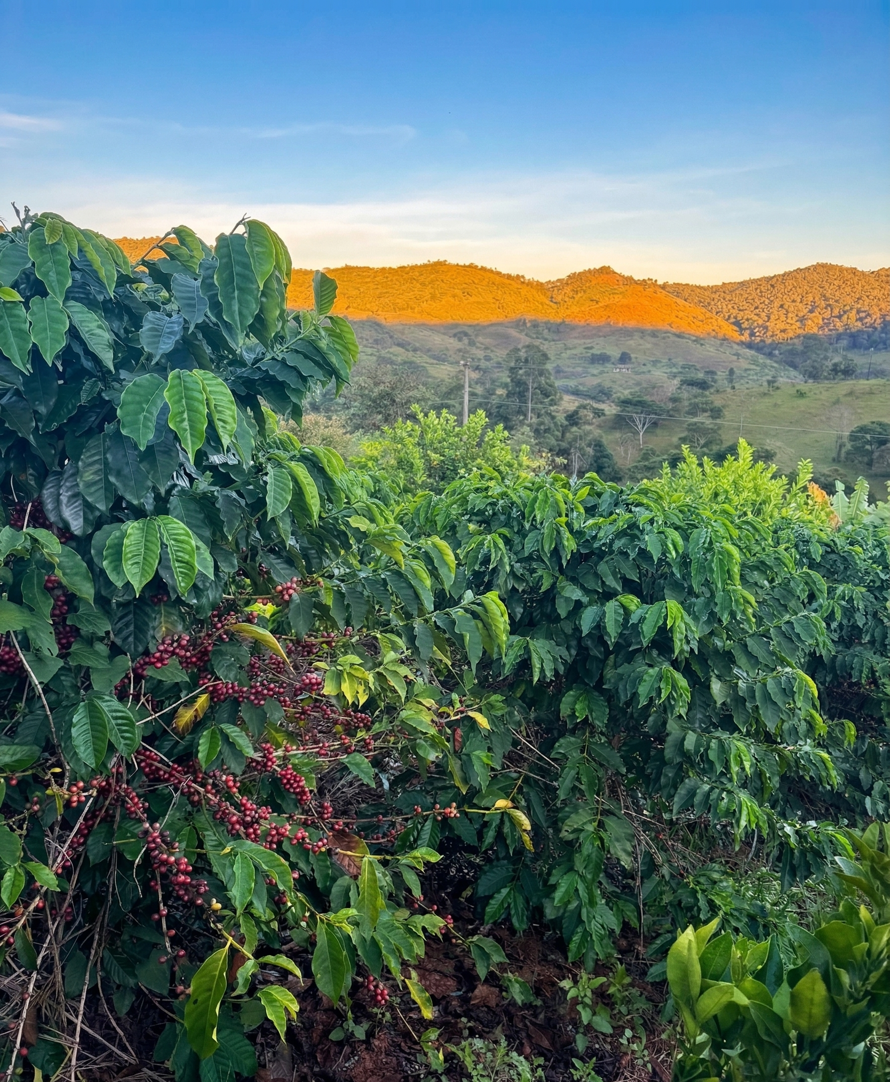 Vídeo: Natureza Morro
