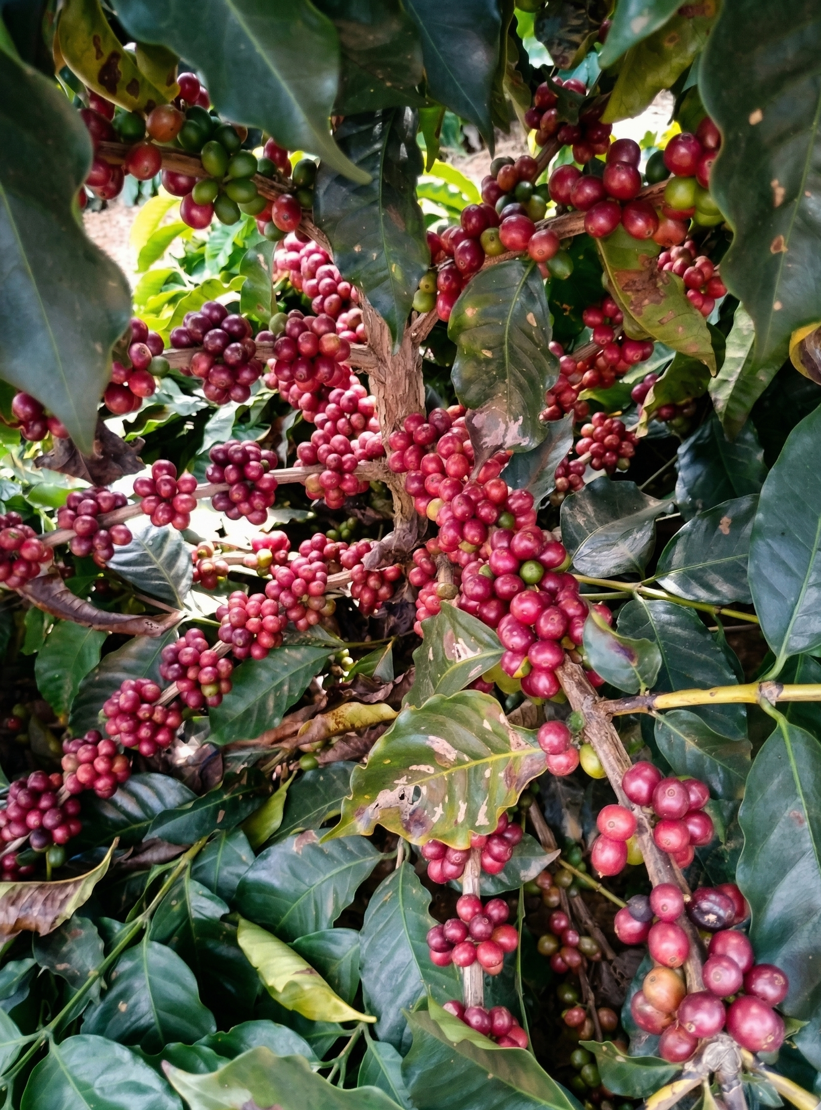 Café Maduro